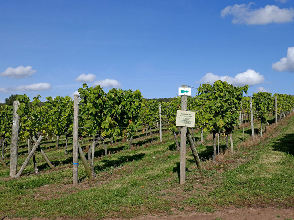 photo of a vineyard